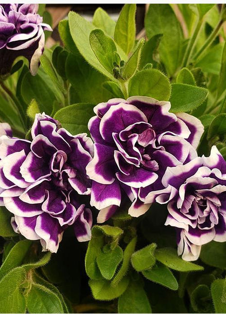 Petunia Seeds, Double Pirouette Purple F1