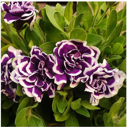 Petunia Seeds, Double Pirouette Purple F1
