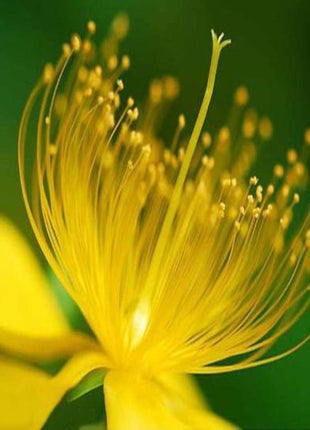Yellow Hypericum Flowers seeds