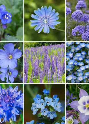 Exclusive Blue Wildflower Seed Mix