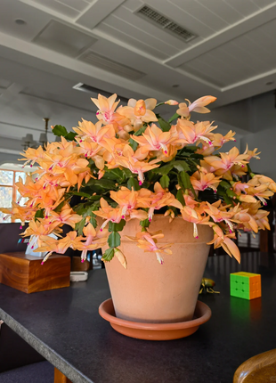 Crab Claw Orchid - The Icing On The Cake