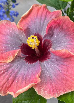 Mixed Giant Ombre Hibiscus Exotic Coral Flowers Seeds