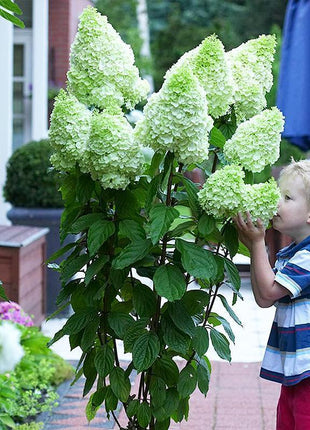 50/100Pcs Hydrangea Flowers Seeds Mixed Color Plants Home Garden Flower Seeds
