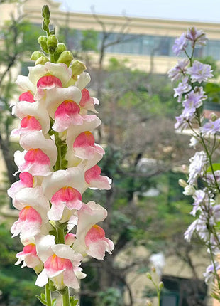 Dwarf Snapdragon  Seed Mixed