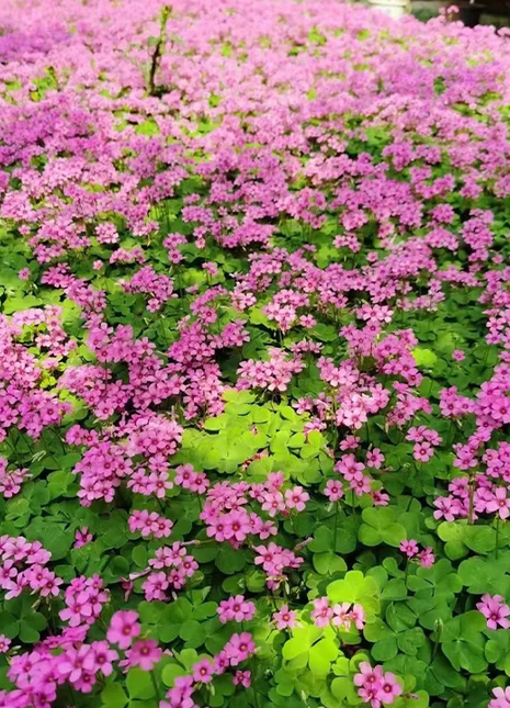 Oxalis Triangularis Green Shamrock Good Luck Plant Bulbs