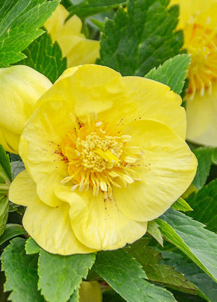 Honeymoon Hellebore Collection