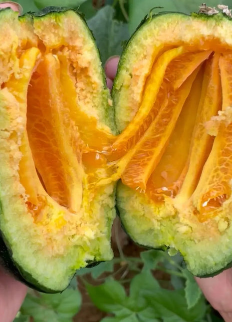 Melon Seeds The Most Suitable Melon for the Elderly and Children