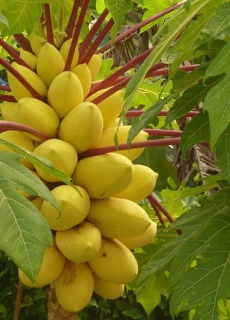 Organic Papaya Tree Seeds Heirloom Edible