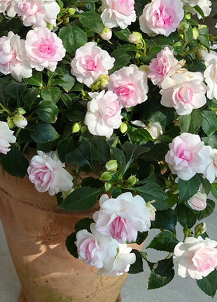 Pink Double Camellia Impatiens Sweet Princess Seeds