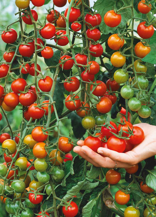 Waterfall Tomato Seeds