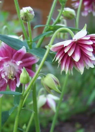 NORA BARLOW Pink COLUMBINE Aquilegia Caerulea Flower Seeds