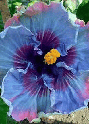 Giant Ombre Hibiscus Exotic Coral Flowers Seeds