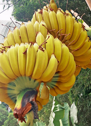 Drawf Banana Seeds
