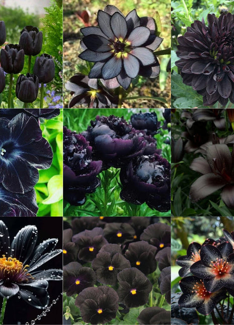 Exclusive Black Wildflower Seed Mix
