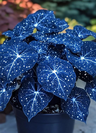 🌺Phantom Begonia 🌺