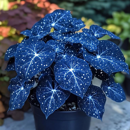 🌺Phantom Begonia 🌺