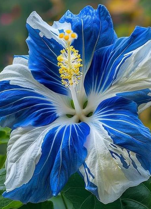 Rare Blue & White Hibiscus Seeds