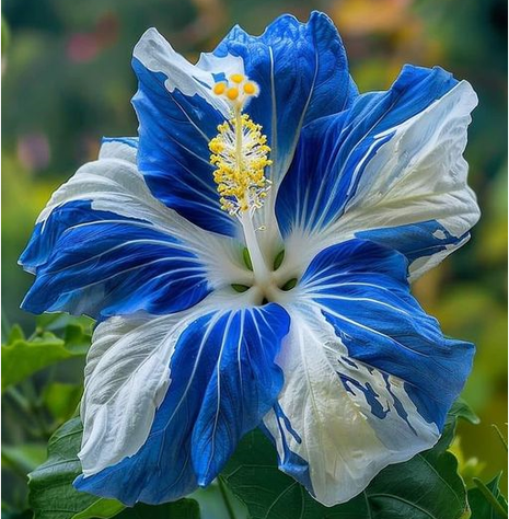 Rare Blue & White Hibiscus Seeds