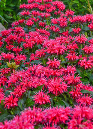Bee Balm Collection