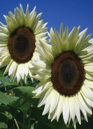 🌺Last Day Sale--60% Off💐 Sunflower Seeds🌻Sunshine