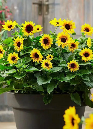 🌺Last Day Sale--60% Off💐 Sunflower Seeds🌻Sunshine