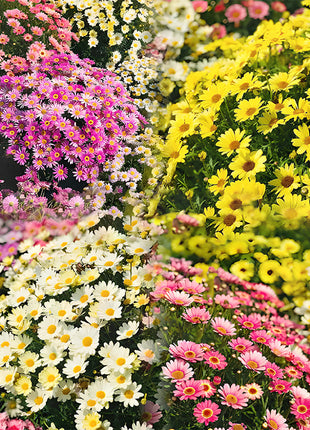 🌼Insect Killers: Pyrethrum Daisy Seeds