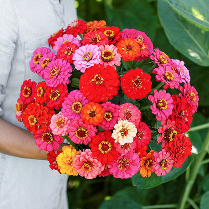 🌺Double Dwarf Zinnia Seeds