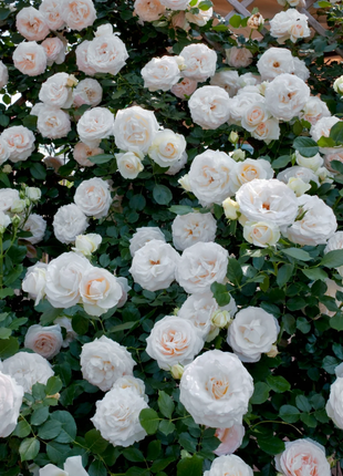 Garden Climbing Rose Flower Seeds