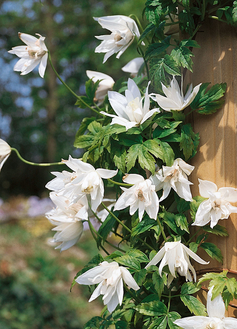 Clematis Macropetala