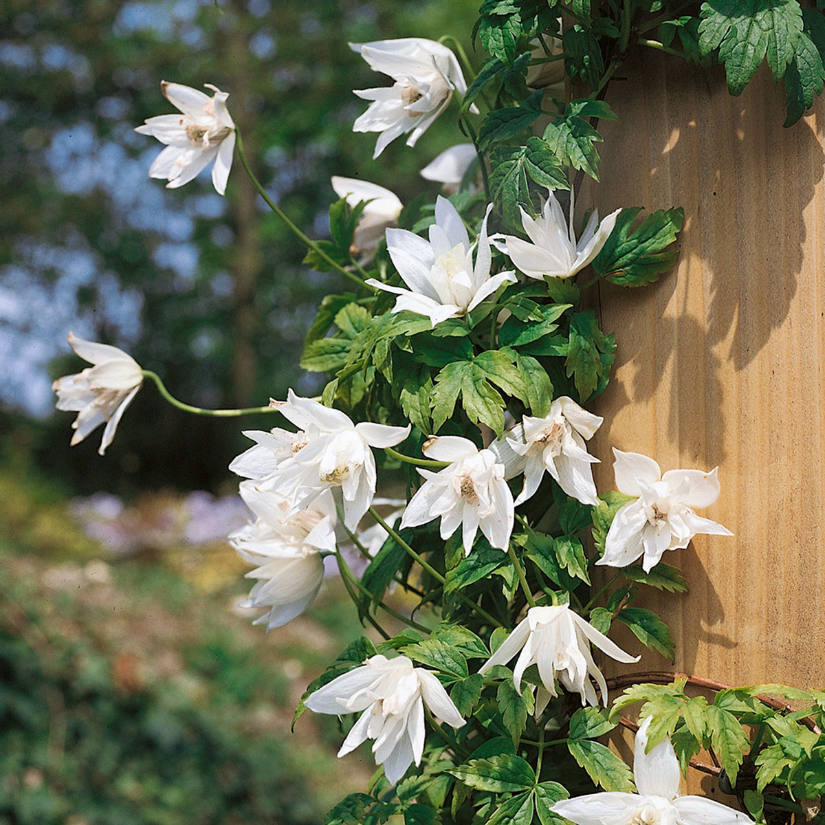 Clematis Macropetala