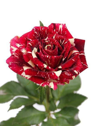 20 Pcs/bag Meteor shower rose