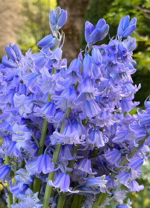 🧚‍♂️🔔Bluebells – The Fairies' Lucky Bells