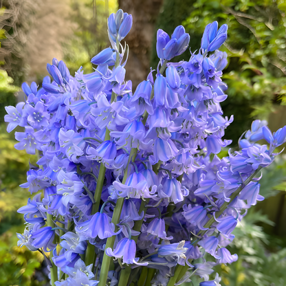 🧚‍♂️🔔Bluebells – The Fairies' Lucky Bells