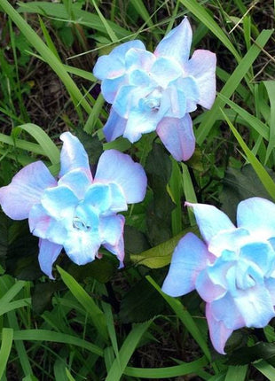 Smeraldo Flower