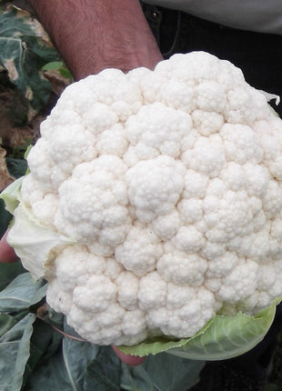 Cauliflower Absolute F1