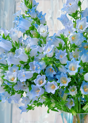 🔔Bellflower Seeds—Lucky Flower