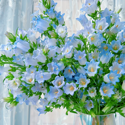 🔔Bellflower Seeds—Lucky Flower