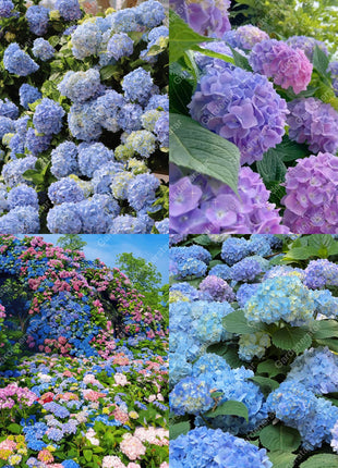 💐Endless Summer Hydrangea Falls