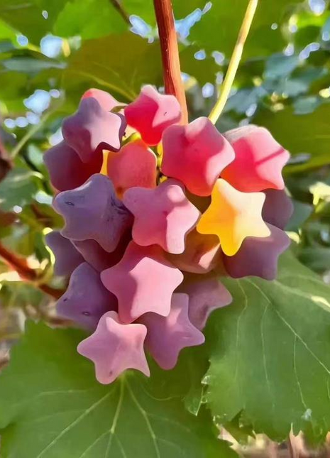 Winter Star Grape Seeds