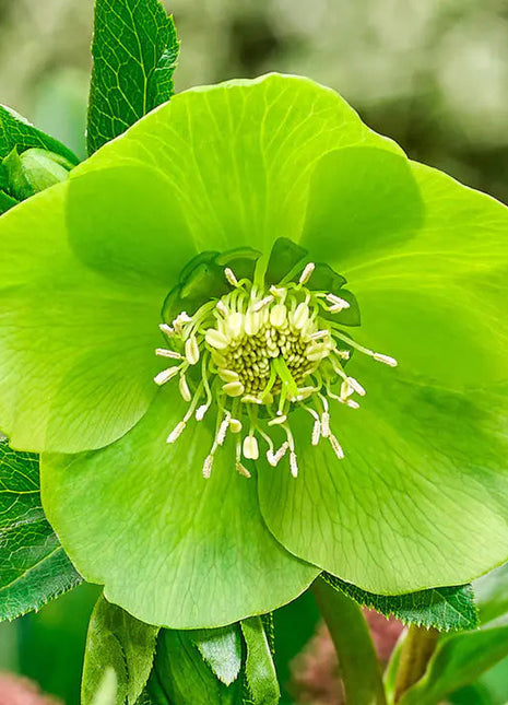 Lush Green Hellebore Flower Seeds