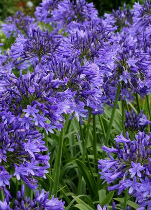 Agapanthus africanus 'Midnight Star'