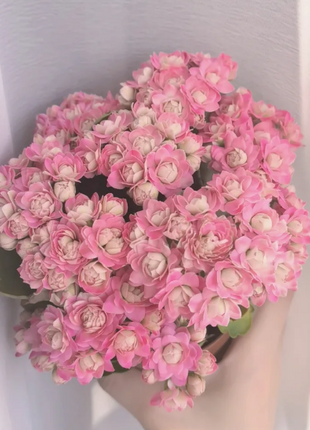 🌺Golden Fox Longevity Flower Seeds—Health And Longevity