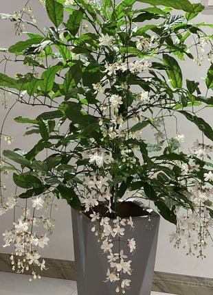 🌼Weeping Jasmine Seeds - White Jade Butterfly