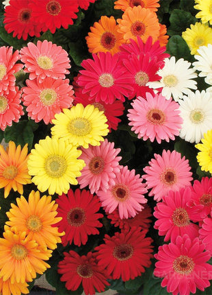 Mixed Gerbera Flower Seeds