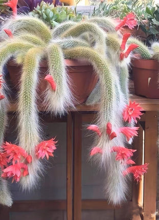 Monkey Tail Cactus Seeds-Nine Tailed Fox