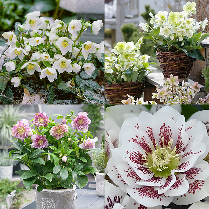 Honeymoon Hellebore, Christmas Rose
