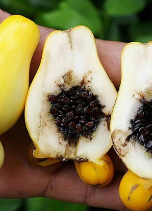 Nipple Fruit Seeds ~ Cow's Udder ~ Titty Fruit ~ Apple of Sodom (Solanum mammosum) ~ Nipplefruit Bizarre Fruit in the Solanum Family