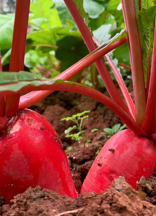 Pineapple Fruit Radish Seeds🥕