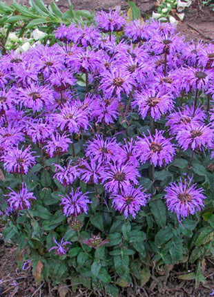 Bee Balm Collection