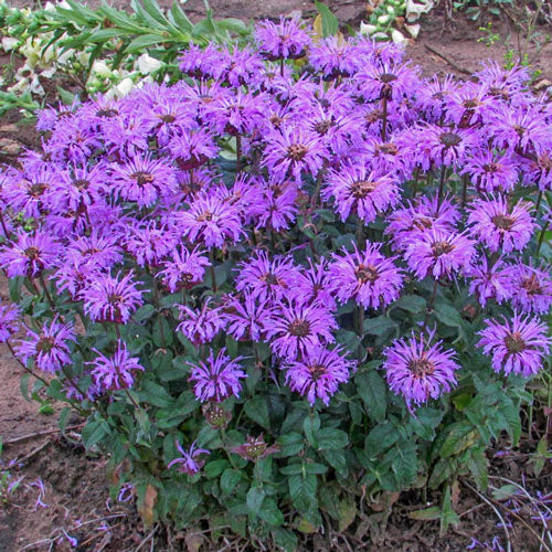 Bee Balm Collection